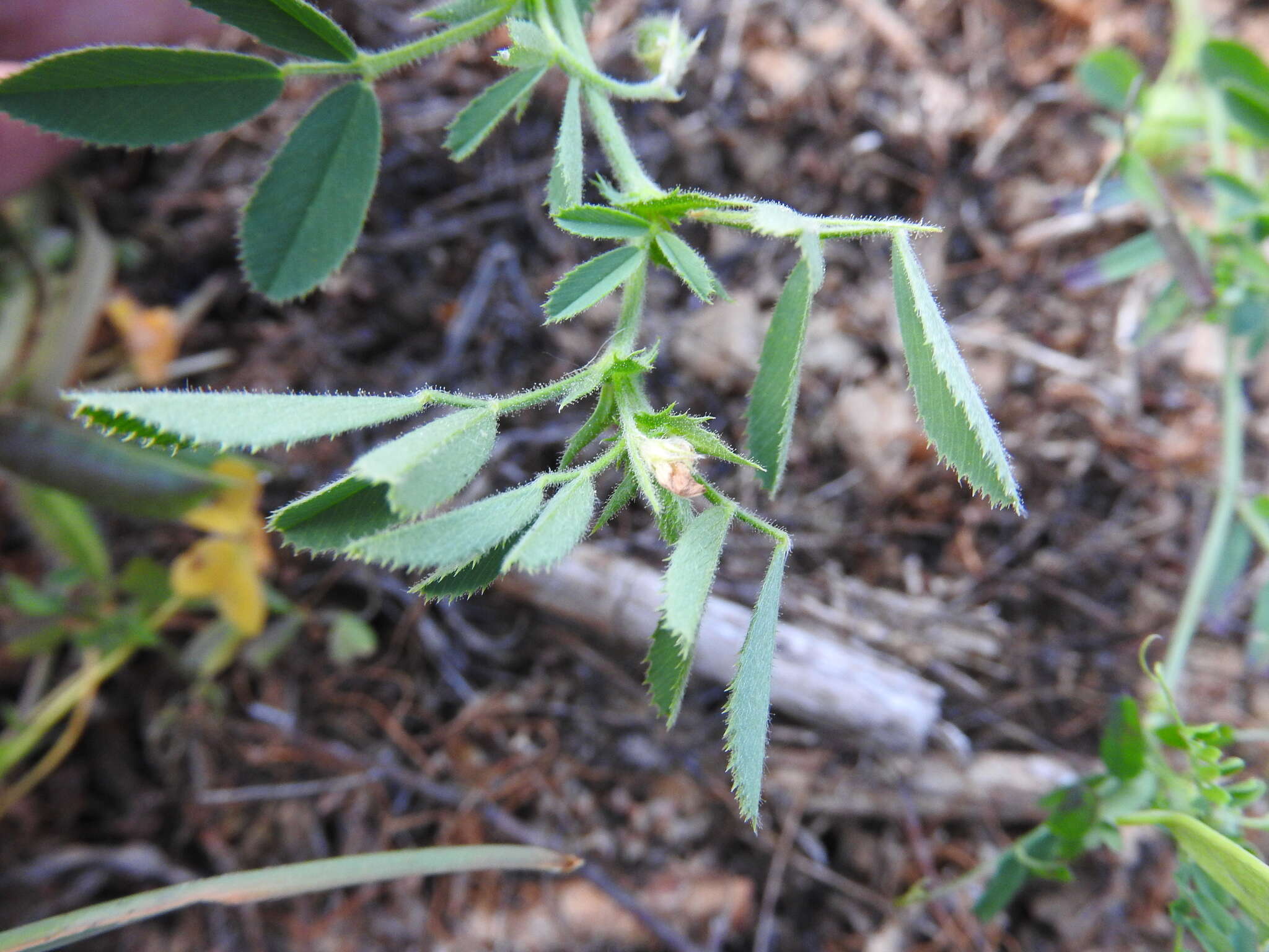 Image of snail medick