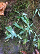 Image of walking fern