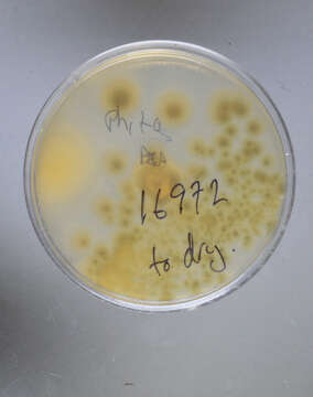 Image of Keithomyces carneus (Duché & R. Heim) Samson, Luangsa-ard & Houbraken