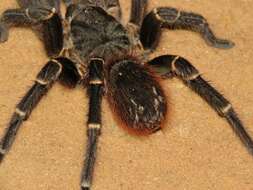Image of Acanthoscurria