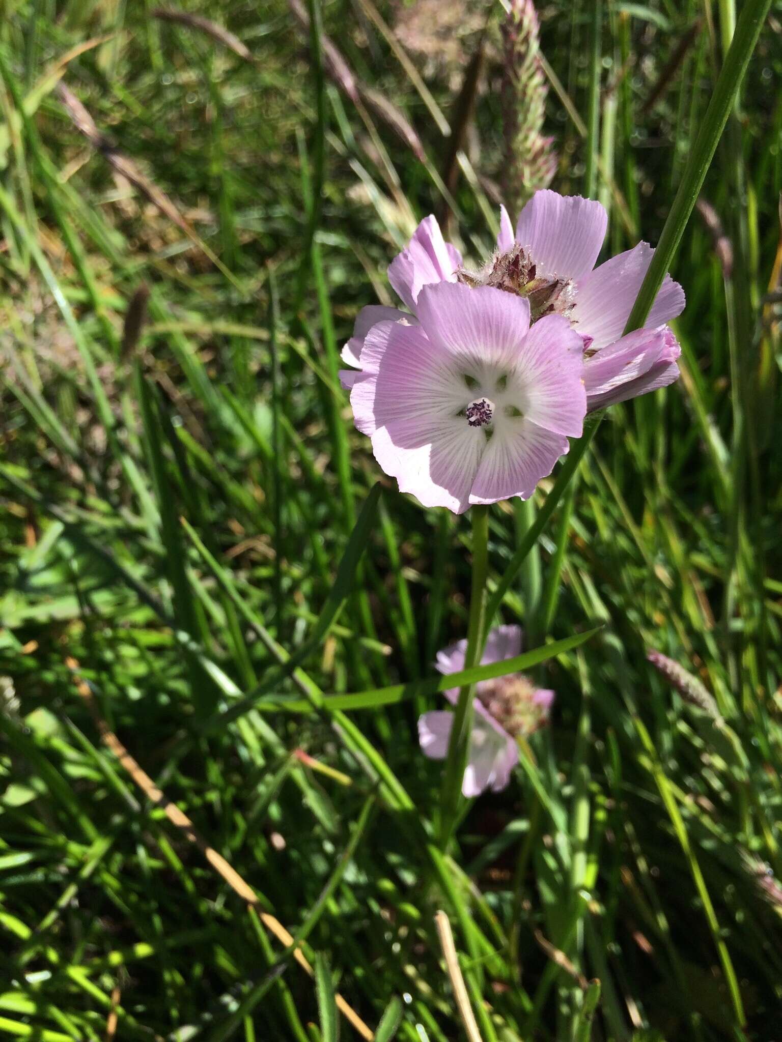 Image de Sidalcea calycosa subsp. rhizomata (Jeps.) S. R. Hill