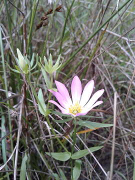 Image of marsh rose gentian