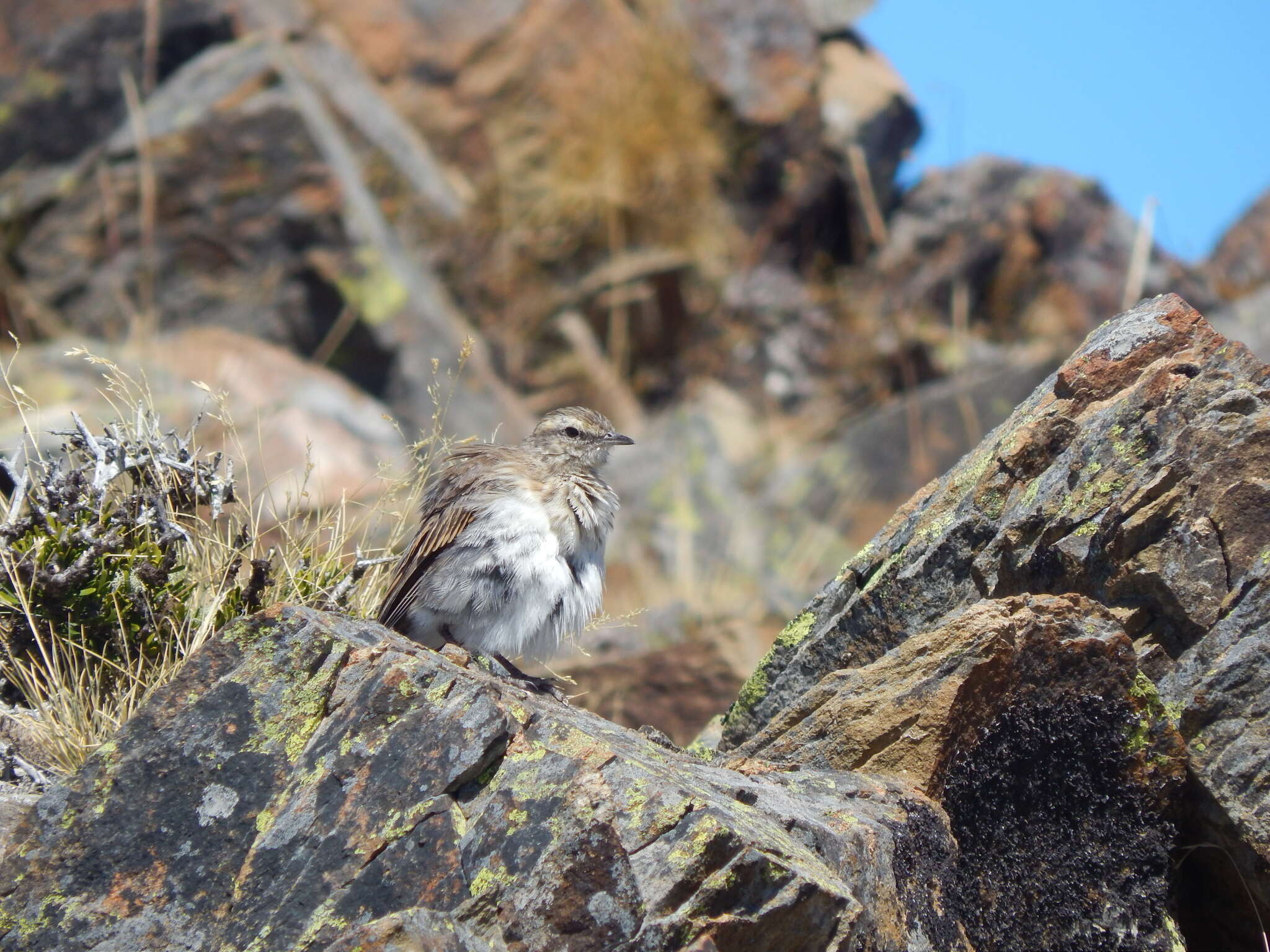 Image of Anthus novaeseelandiae novaeseelandiae (Gmelin & JF 1789)