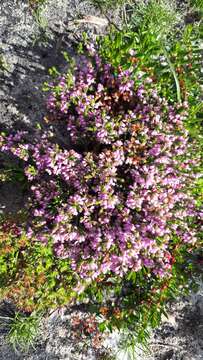 Image of Erica gnaphaloides Thunb.