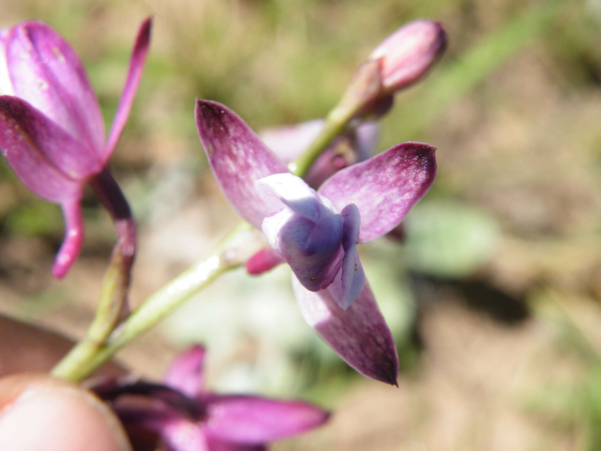 Image de Eulophia hians var. hians