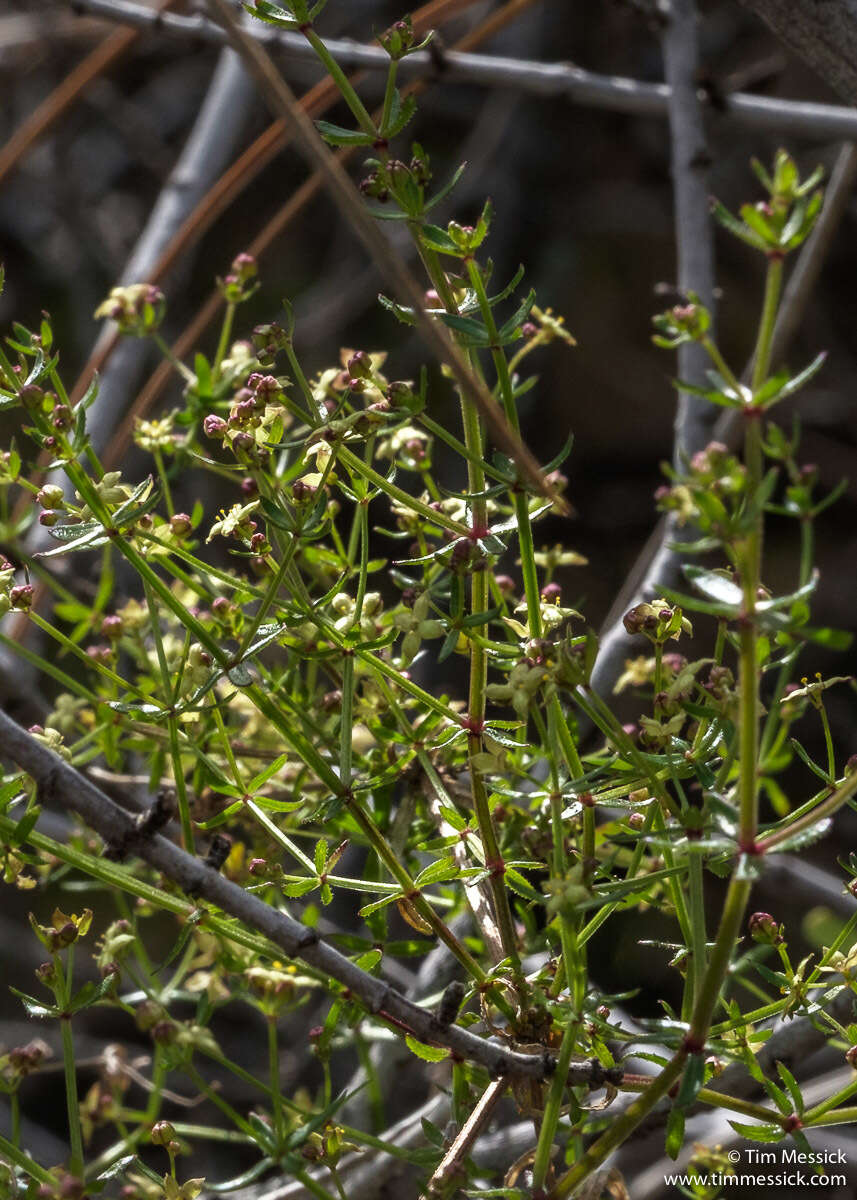 Image of graceful bedstraw