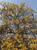 صورة Cassia abbreviata subsp. beareana (Holmes) Brenan