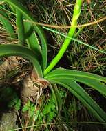 Image of Aloe craibii Gideon F. Sm.