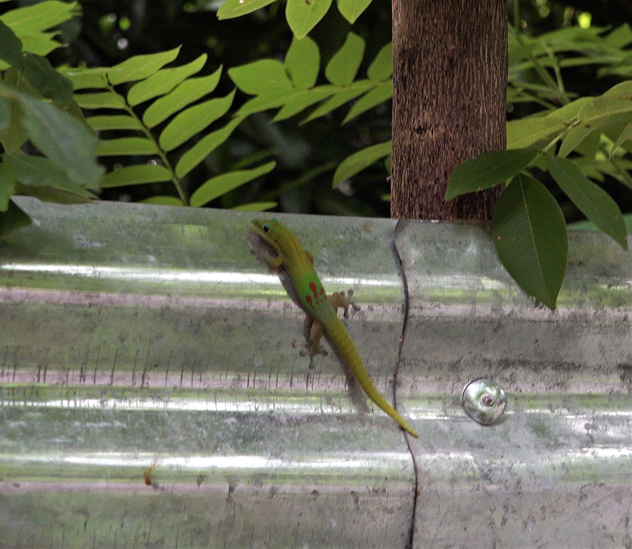 Image of gold dust day gecko