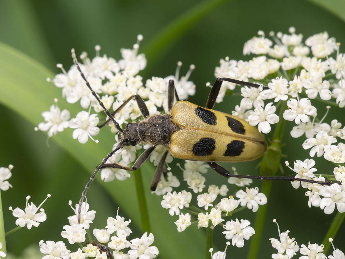 Image of Pachyta quadrimaculata (Linné 1758)