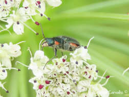 Image of Malachius lusitanicus