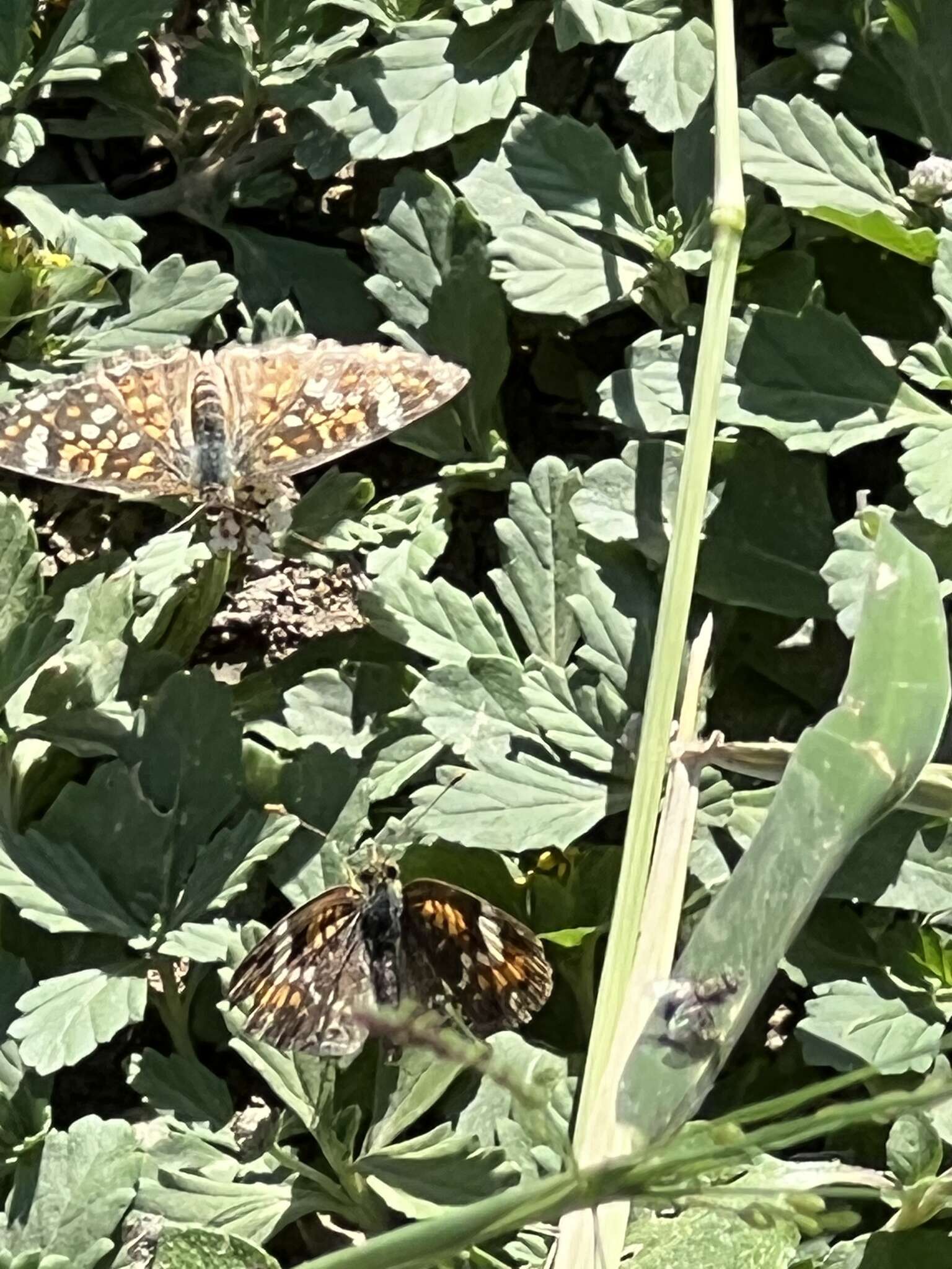 Image of <i>Phyciodes <i>phaon</i></i> phaon