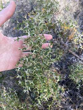 Image of Banksia borealis subsp. borealis