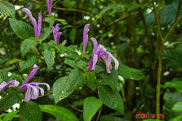 Image of Poikilacanthus macranthus Lindau