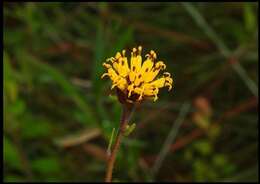 Image of Chapman's Crownbeard