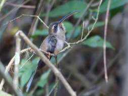 Image of Long-billed Hermit