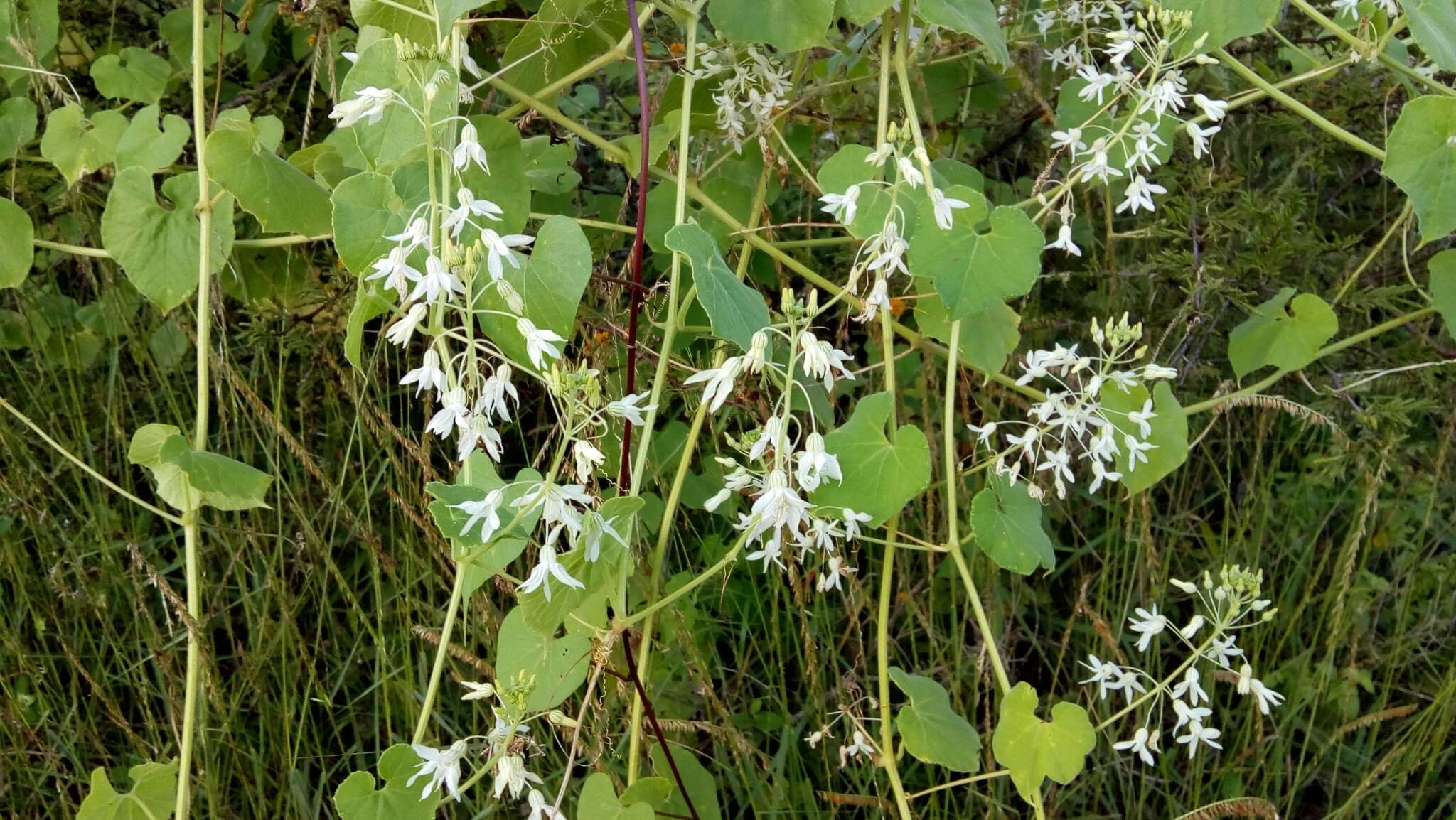 Image of Echinopepon pubescens (Benth.) Rose