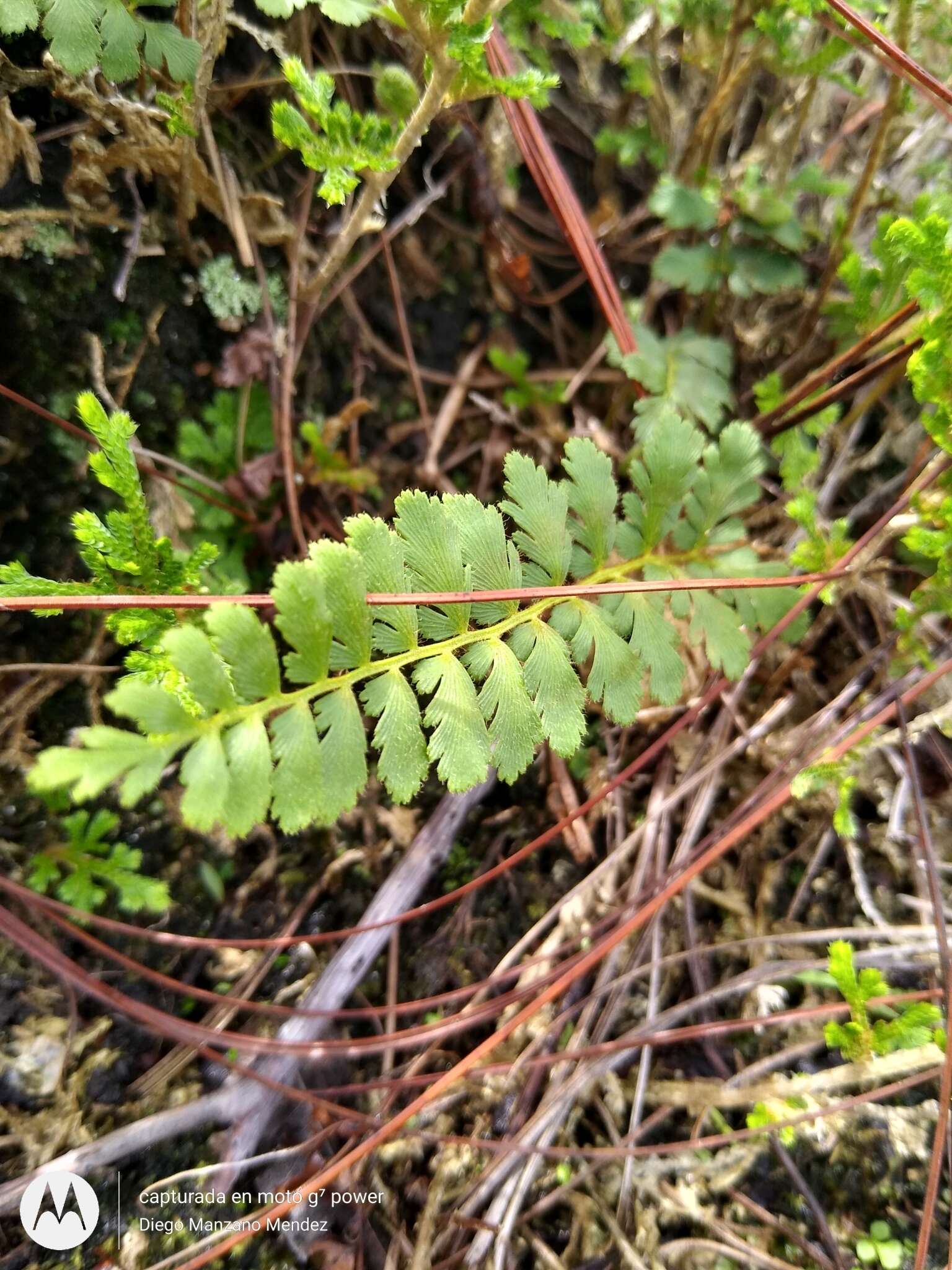 Plancia ëd Anemia hirsuta (L.) Sw.