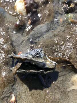 Image of Brown algae