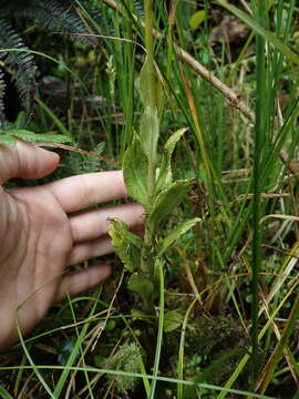 Kreodanthus crispifolius Garay resmi