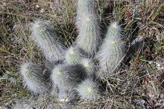 Plancia ëd Echinocereus longisetus (Engelm.) Rümpler