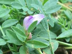 Image of Bodin's Milk-Vetch