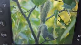 Image of Finlayson’s Squirrel