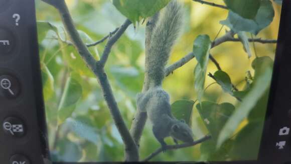 Image of Finlayson’s Squirrel