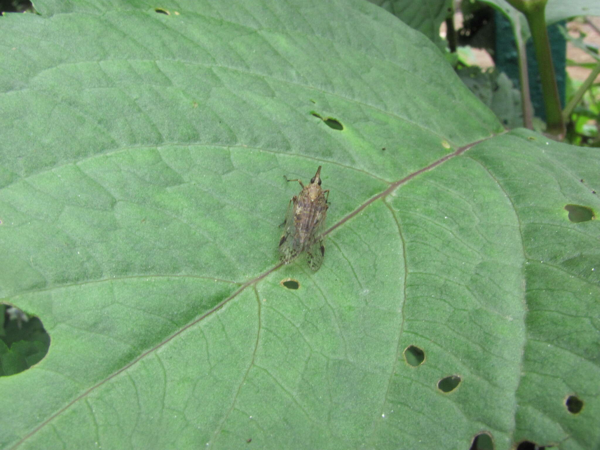 Image of Avephora maculata (Distant 1906)