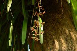 Слика од Cymbidium aloifolium (L.) Sw.
