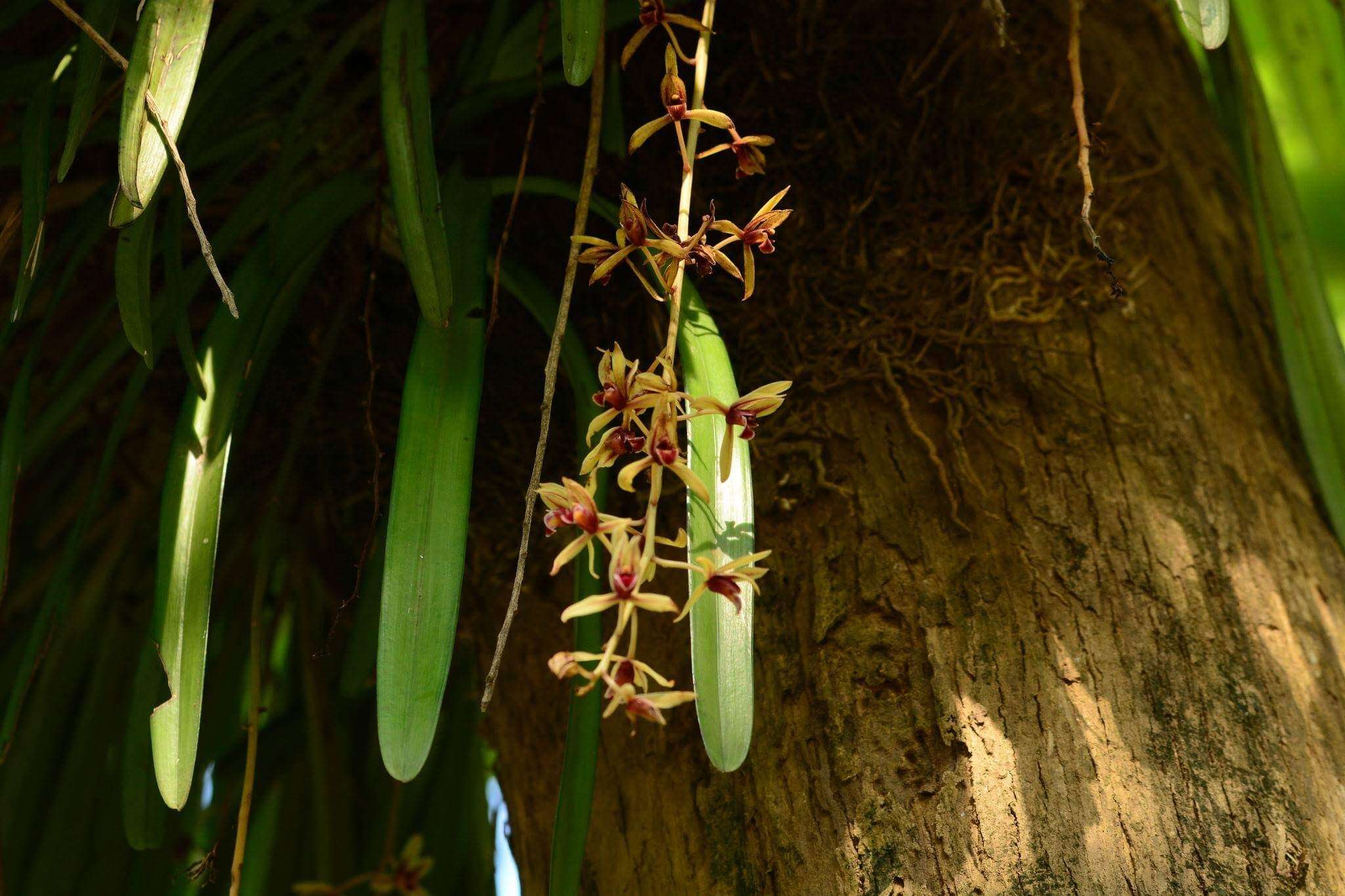 Imagem de Cymbidium aloifolium (L.) Sw.