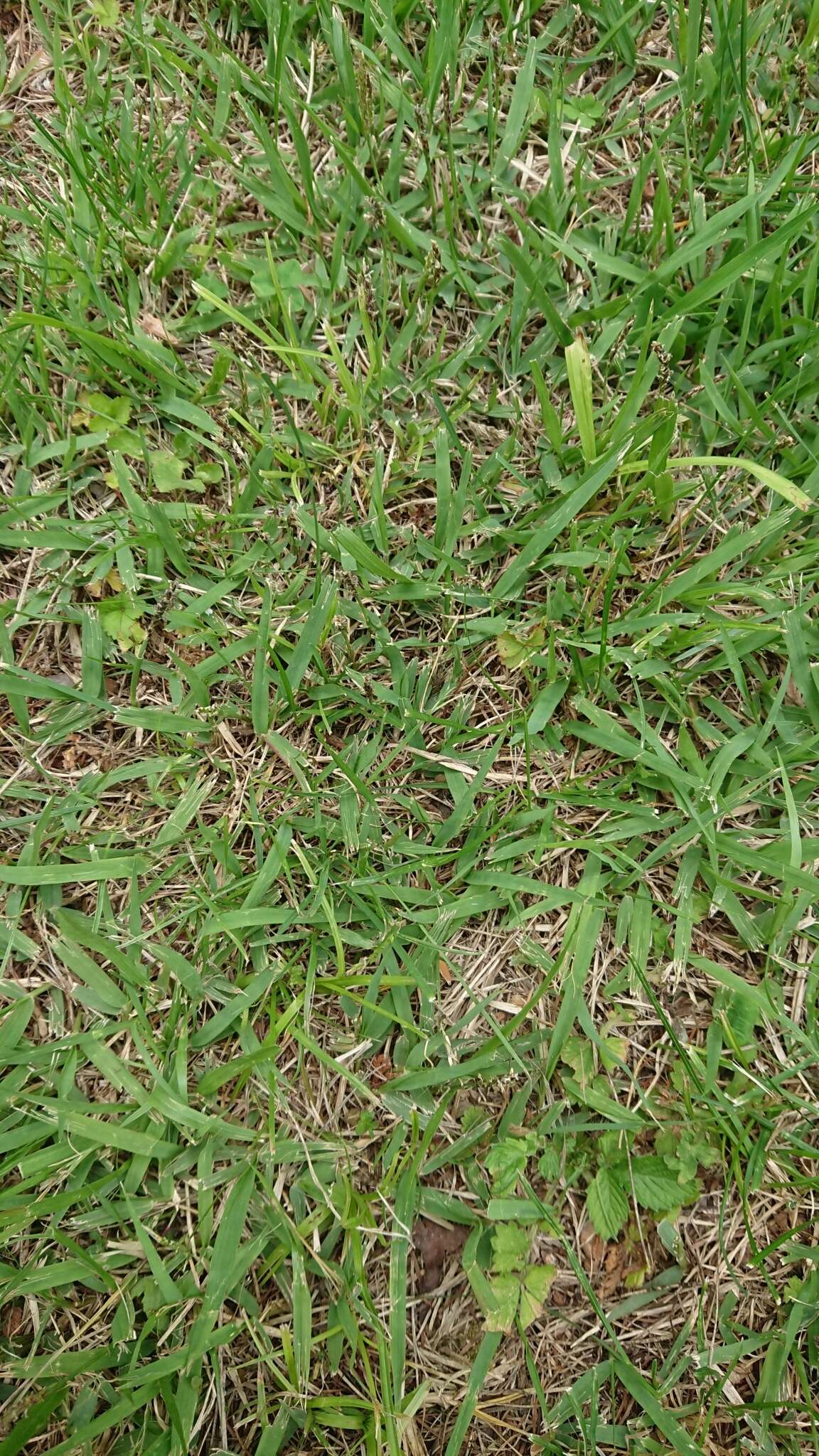 Image of Japanese Zoysiagrass