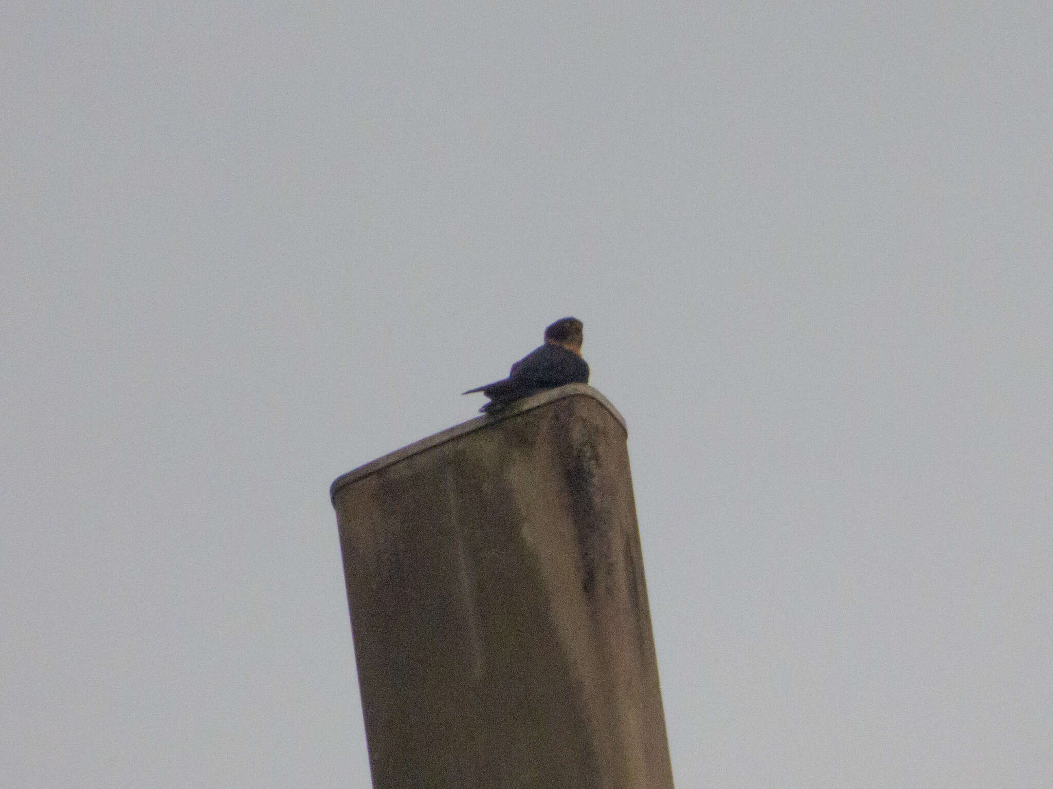 Image of Orange-breasted Falcon