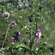 Imagem de Malva arborea (L.) Webb & Berth.