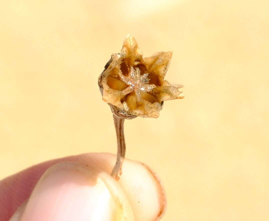 Image of Psammophora longifolia L. Bol.