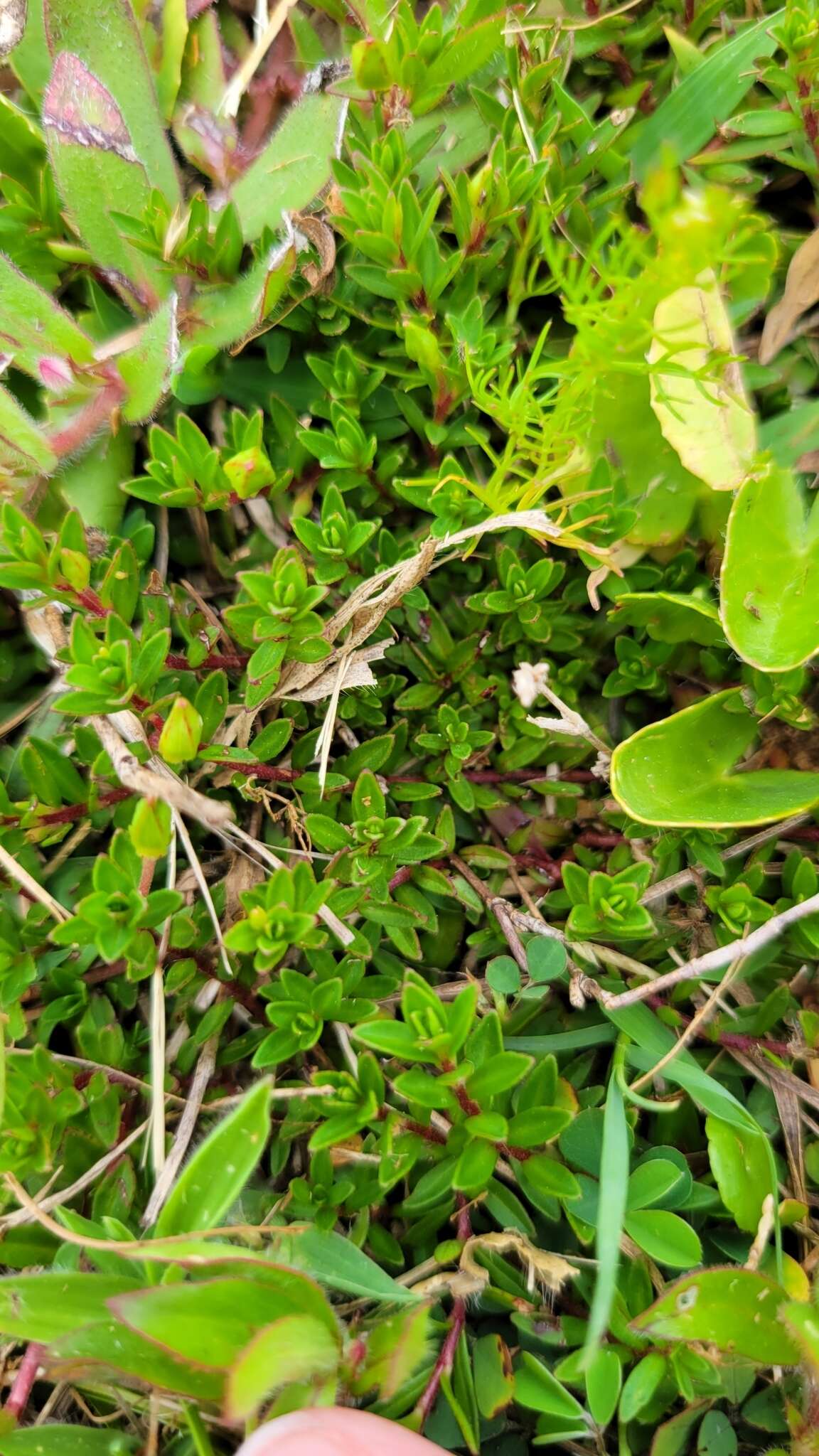 صورة Ludwigia arcuata Walt.