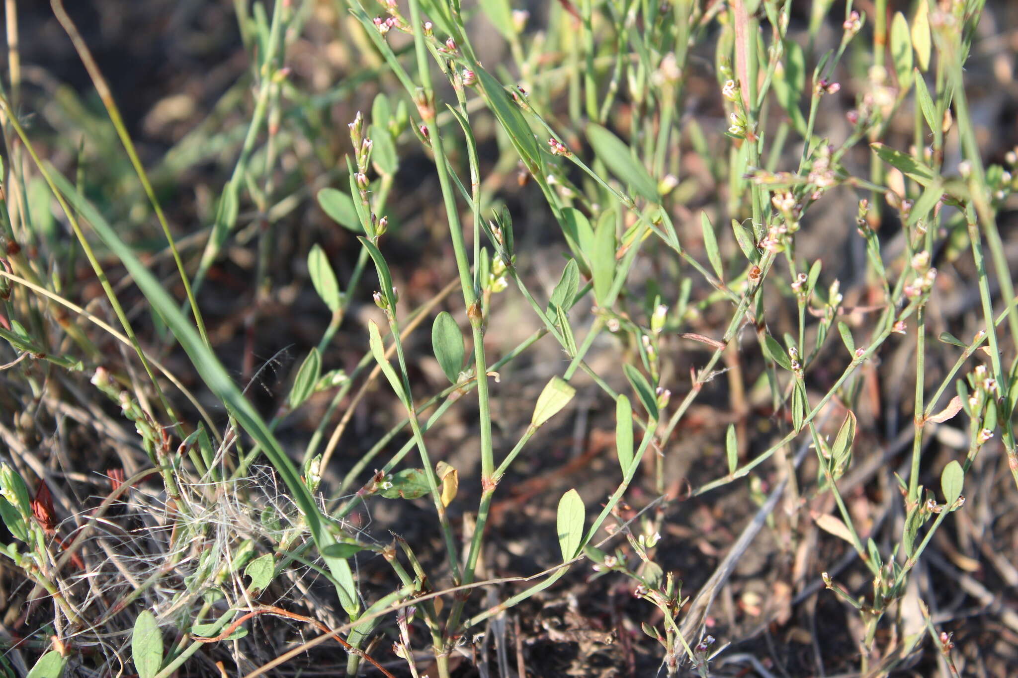 Image of Polygonum argyrocoleum Steud. ex G. Kunze