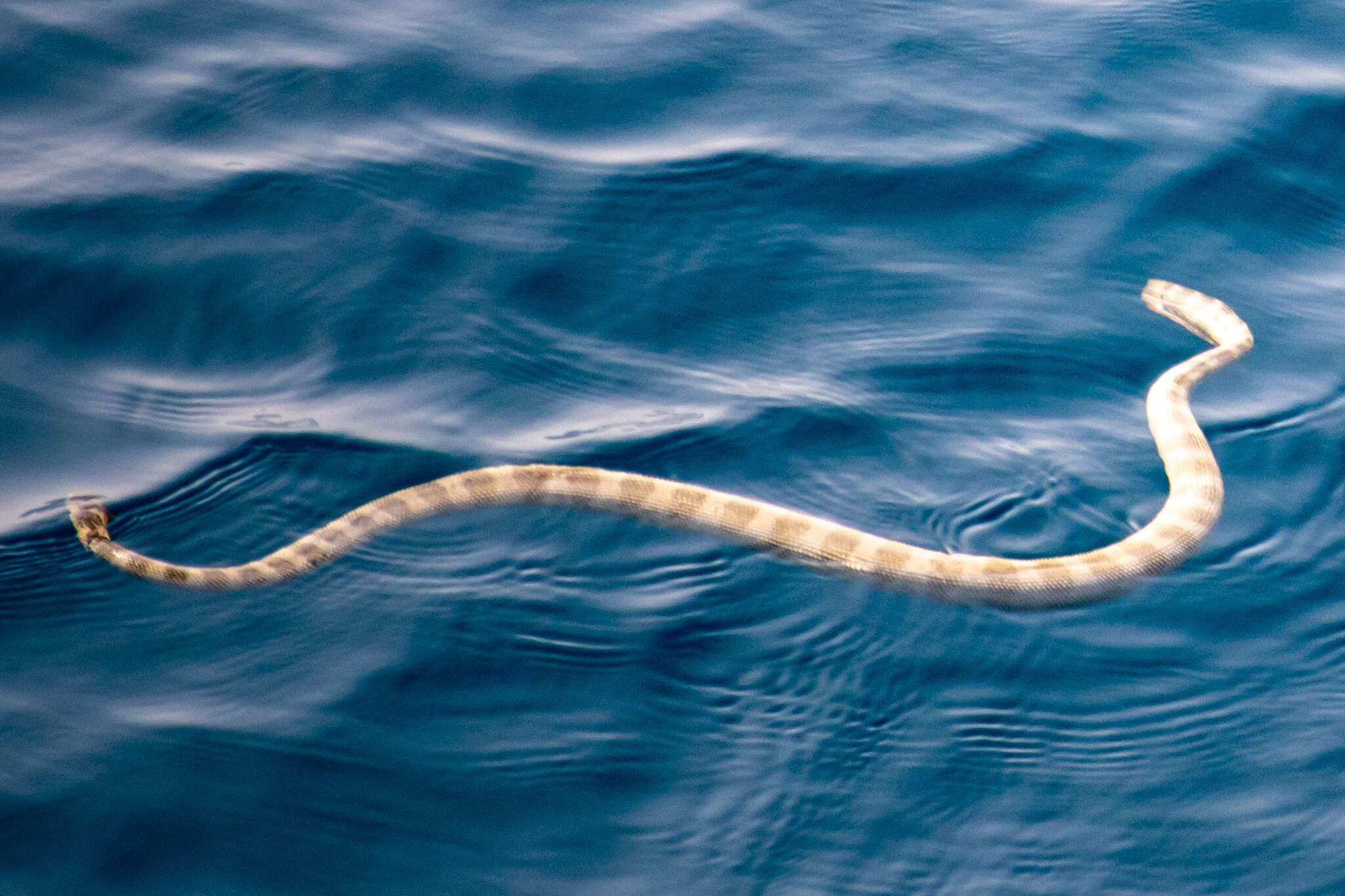 Image of Persian Gulf Sea Snake