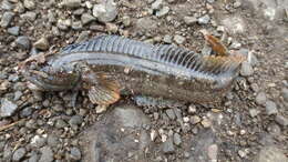 Image of One-Spot Fringehead