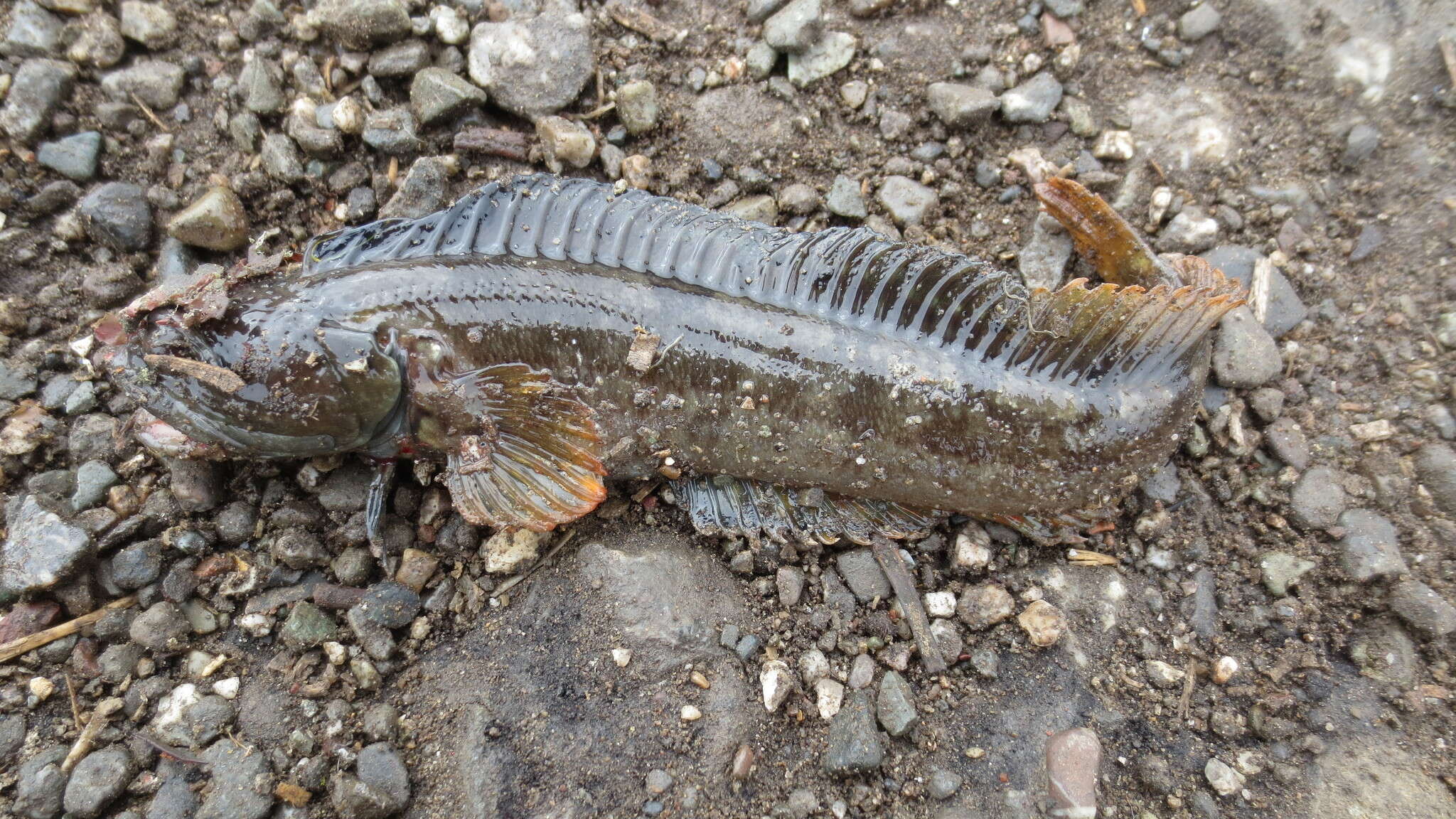 Neoclinus uninotatus Hubbs 1953 resmi