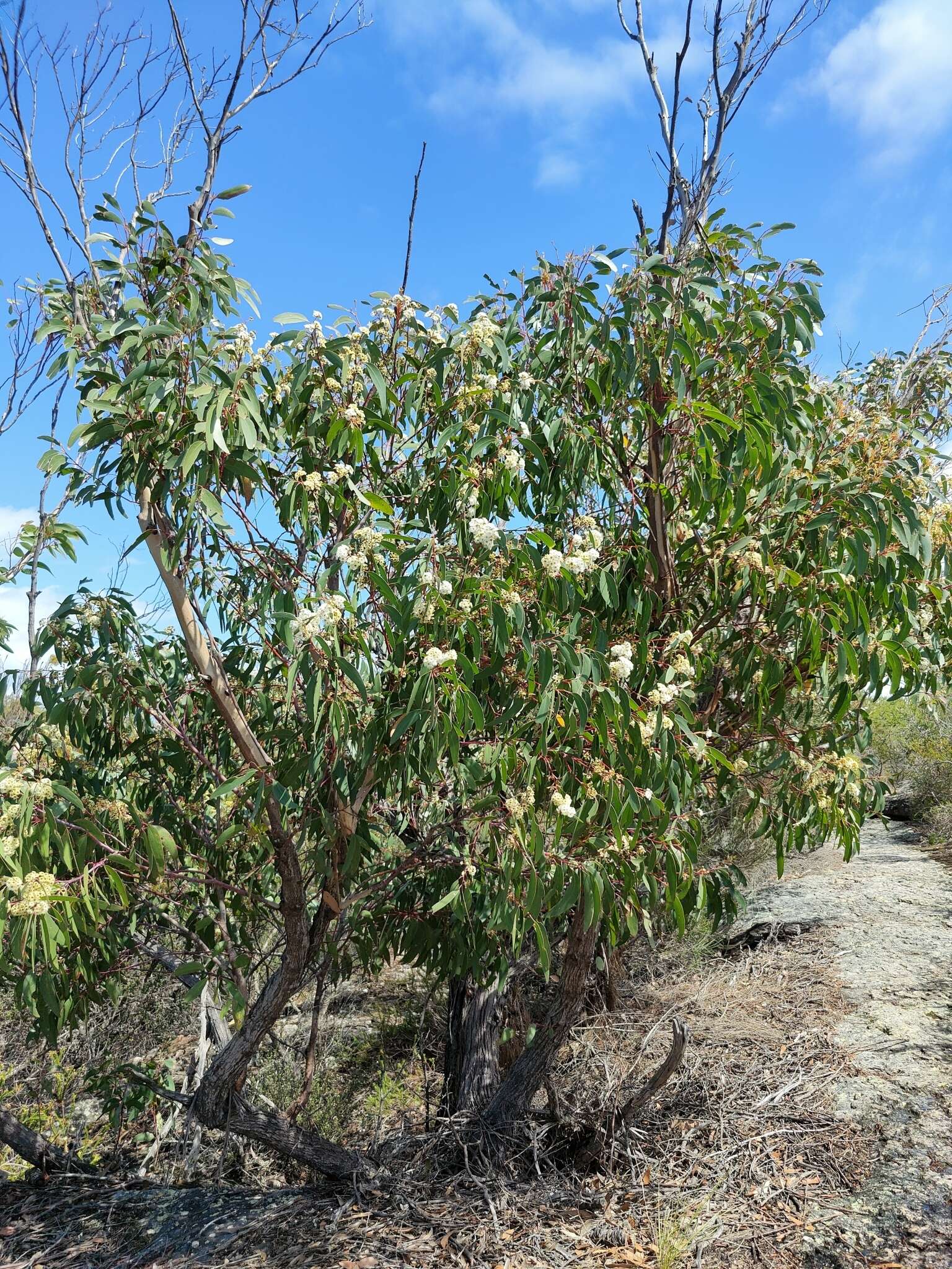 Image of silvertop-ash