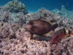 Image of Honeycomb Filefish