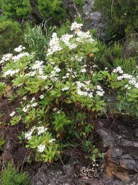 Image of Argyranthemum pinnatifidum (L. fil.) Webb