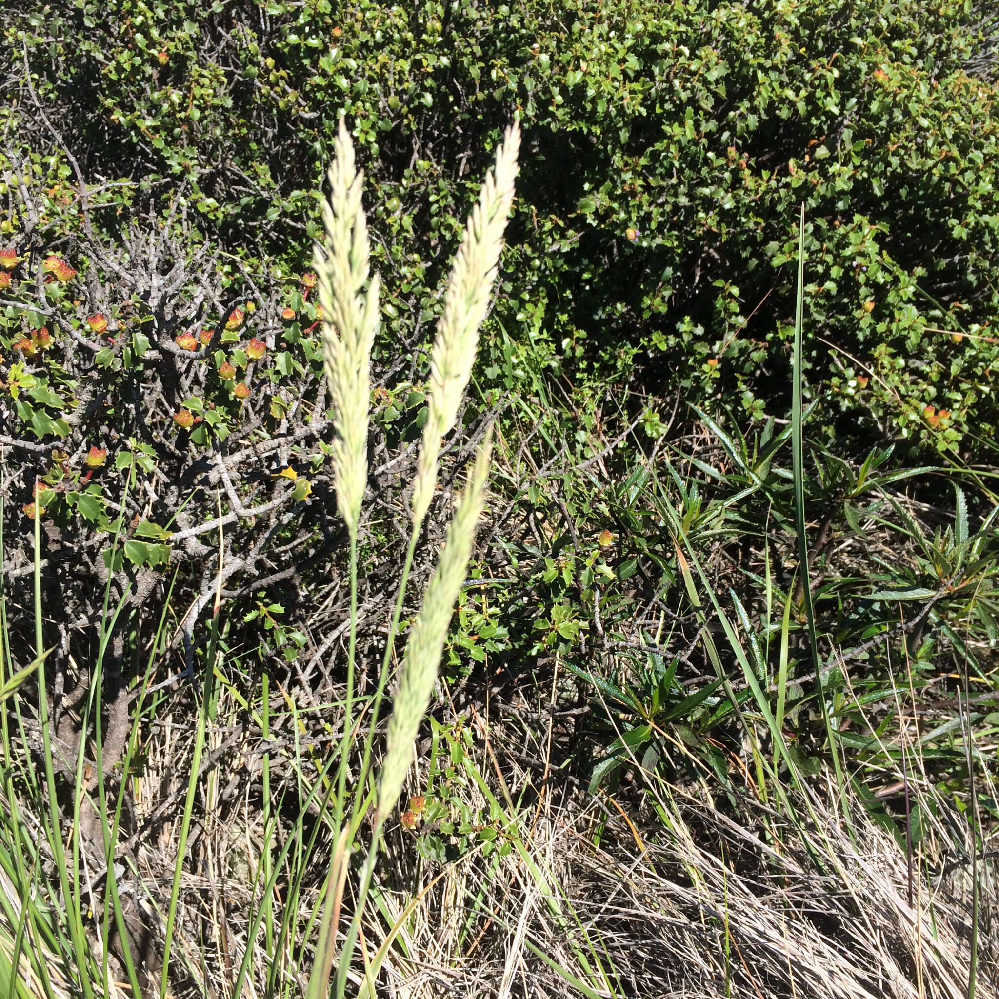 Image of serpentine reedgrass