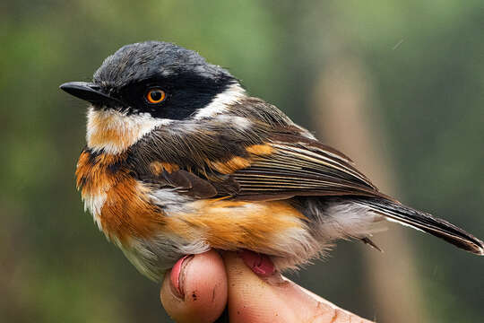 Image of Batis capensis erythrophthalma Swynnerton 1907