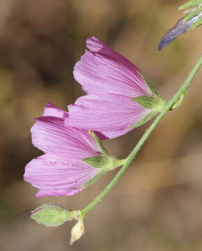 Image of dwarf checkerbloom