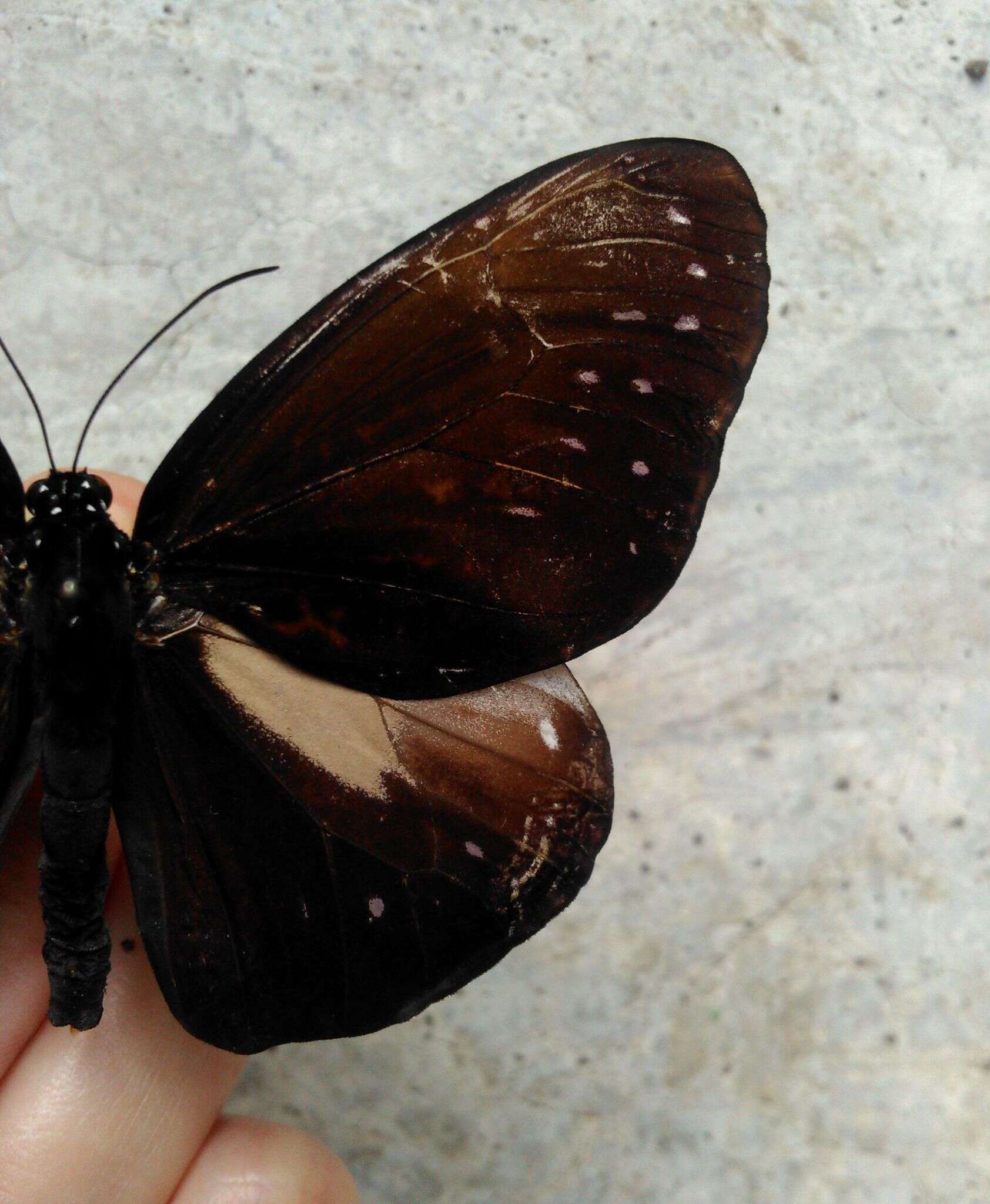 Euploea phaenareta Schaller 1785的圖片