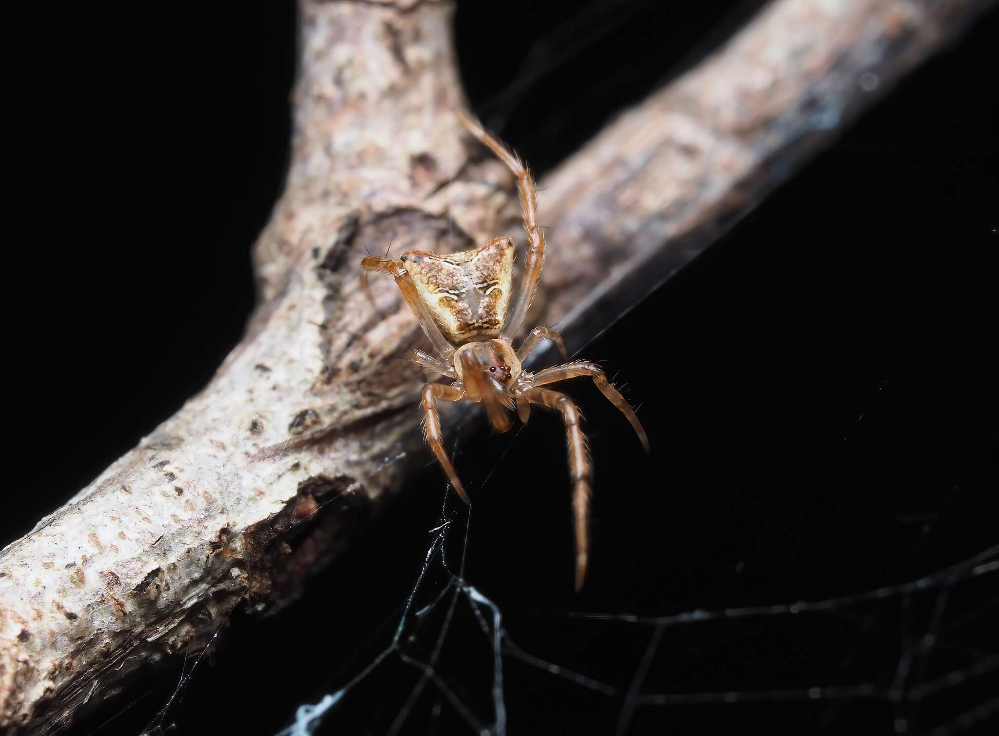 صورة Janula bicornis (Thorell 1881)