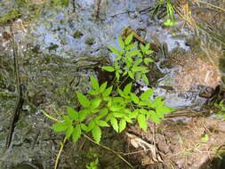 Image of Cicuta maculata var. maculata