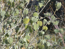 Слика од Abutilon abutiloides (Jacq.) Garcke